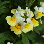 Nemesia Escential Banana Split